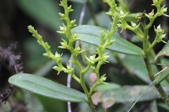 Epidendrum paniculorugulosum