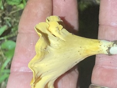 Cantharellus