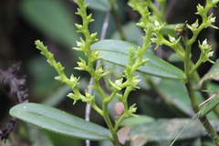Epidendrum paniculorugulosum