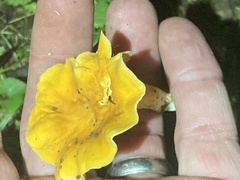Cantharellus