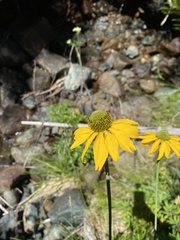 Rudbeckia californica