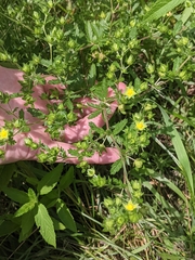 Potentilla norvegica