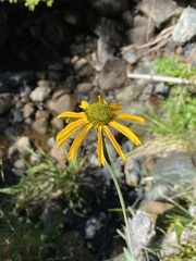 Rudbeckia californica