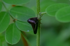 Hyphinoe