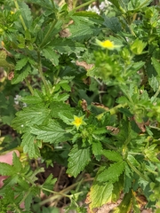 Potentilla norvegica