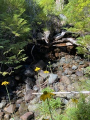 Rudbeckia californica