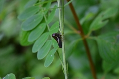 Hyphinoe
