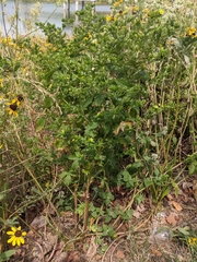 Potentilla norvegica