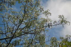 Sophora chrysophylla