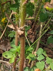 Potentilla norvegica