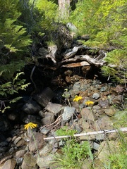 Rudbeckia californica