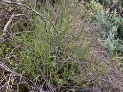 Austrostipa elegantissima