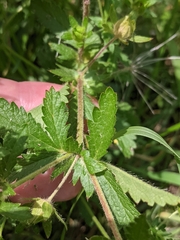 Potentilla norvegica