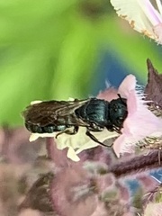 Ceratina unicolor