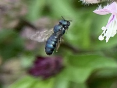 Ceratina unicolor