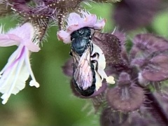 Ceratina unicolor