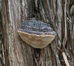 Fomitiporia texana