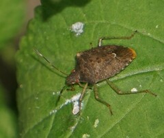 Euschistus biformis