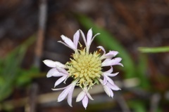 Gaillardia aestivalis winkleri