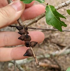 Disholcaspis pattersoni
