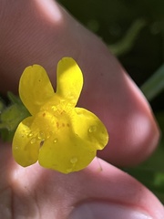 Erythranthe glaucescens