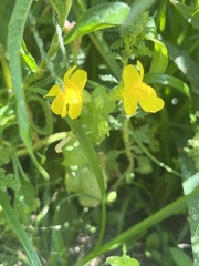 Erythranthe glaucescens