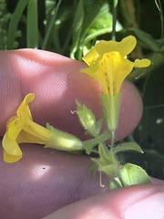 Erythranthe glaucescens