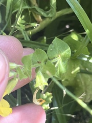 Erythranthe glaucescens