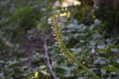 Xerophyllum tenax