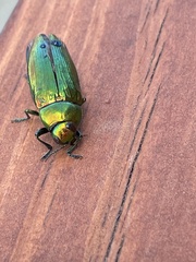 Buprestini