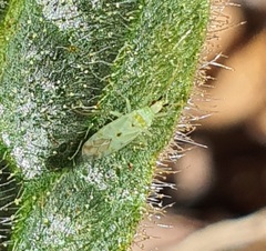 Macrolophus costalis