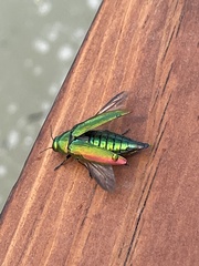 Buprestini