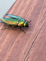 Buprestini