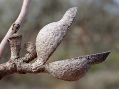 Hakea leucoptera leucoptera