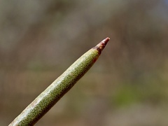 Hakea leucoptera leucoptera