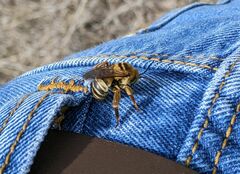 Melissodes comptoides