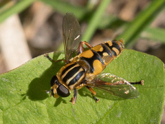 Helophilus intentus