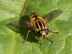 Helophilus intentus