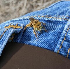 Melissodes comptoides