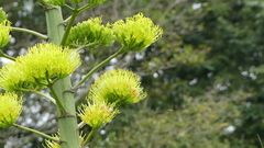 Agave chrysantha