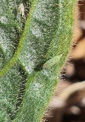 Macrolophus costalis