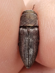 Nanularia obrienorum