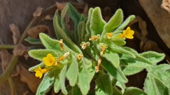 Macrolophus costalis