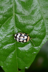 Alagoasa jacobiana