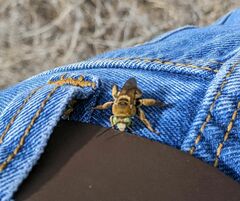 Melissodes comptoides