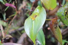 Pleurothallis monocardia