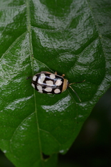 Alagoasa jacobiana