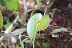 Pleurothallis monocardia