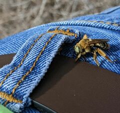 Melissodes comptoides