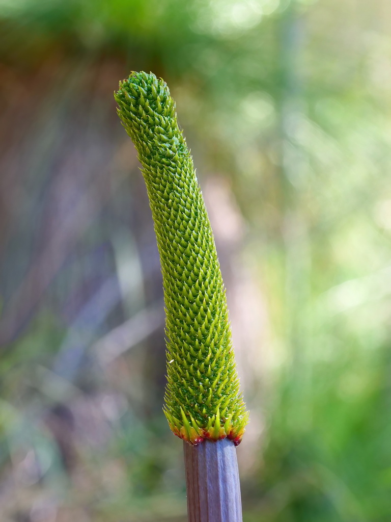 Xanthorrhoea johnsonii A.T.Lee 2